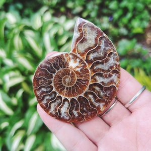 Ammonite Fossil