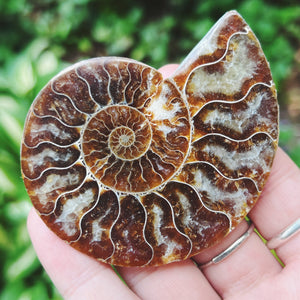 Ammonite Fossil