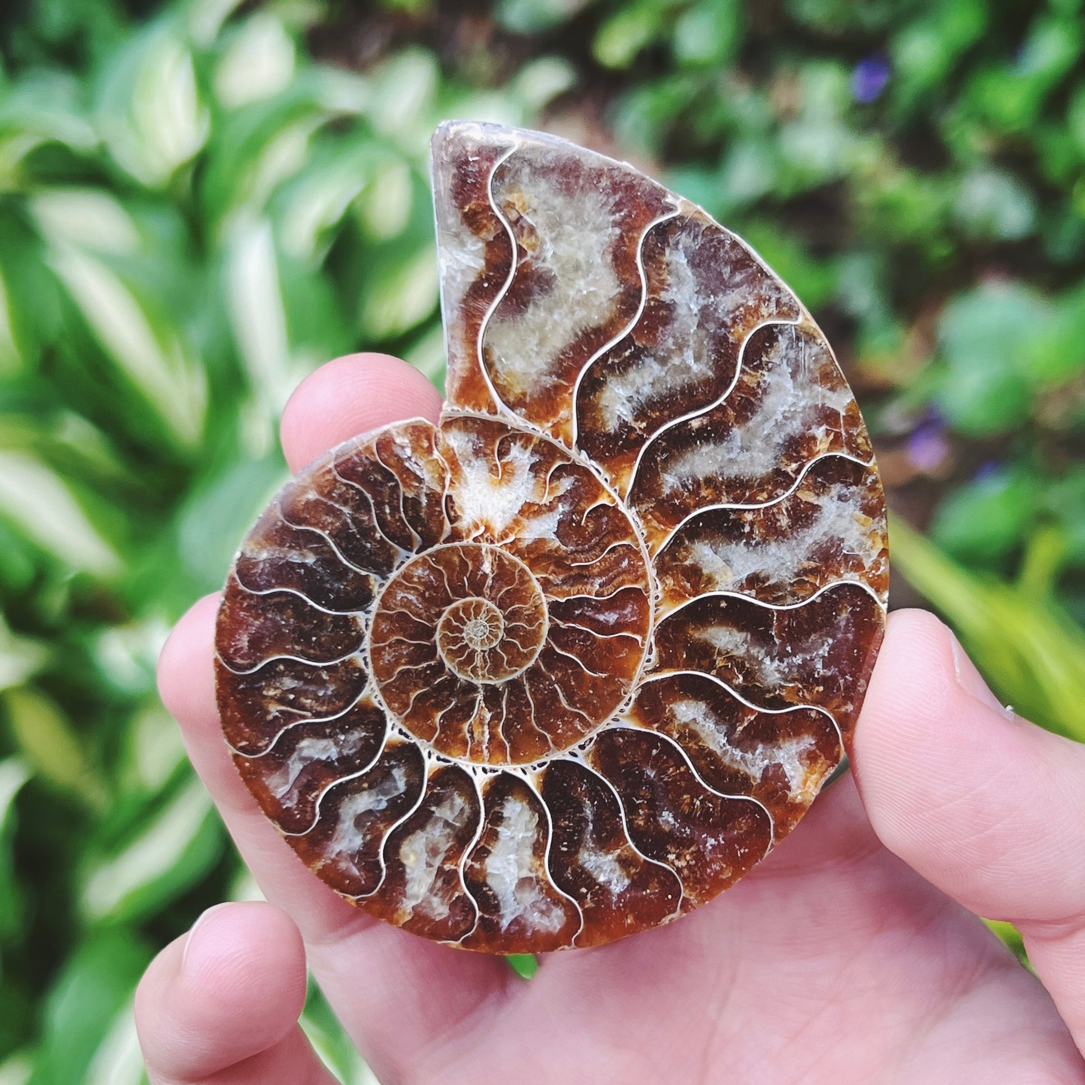 Ammonite Fossil