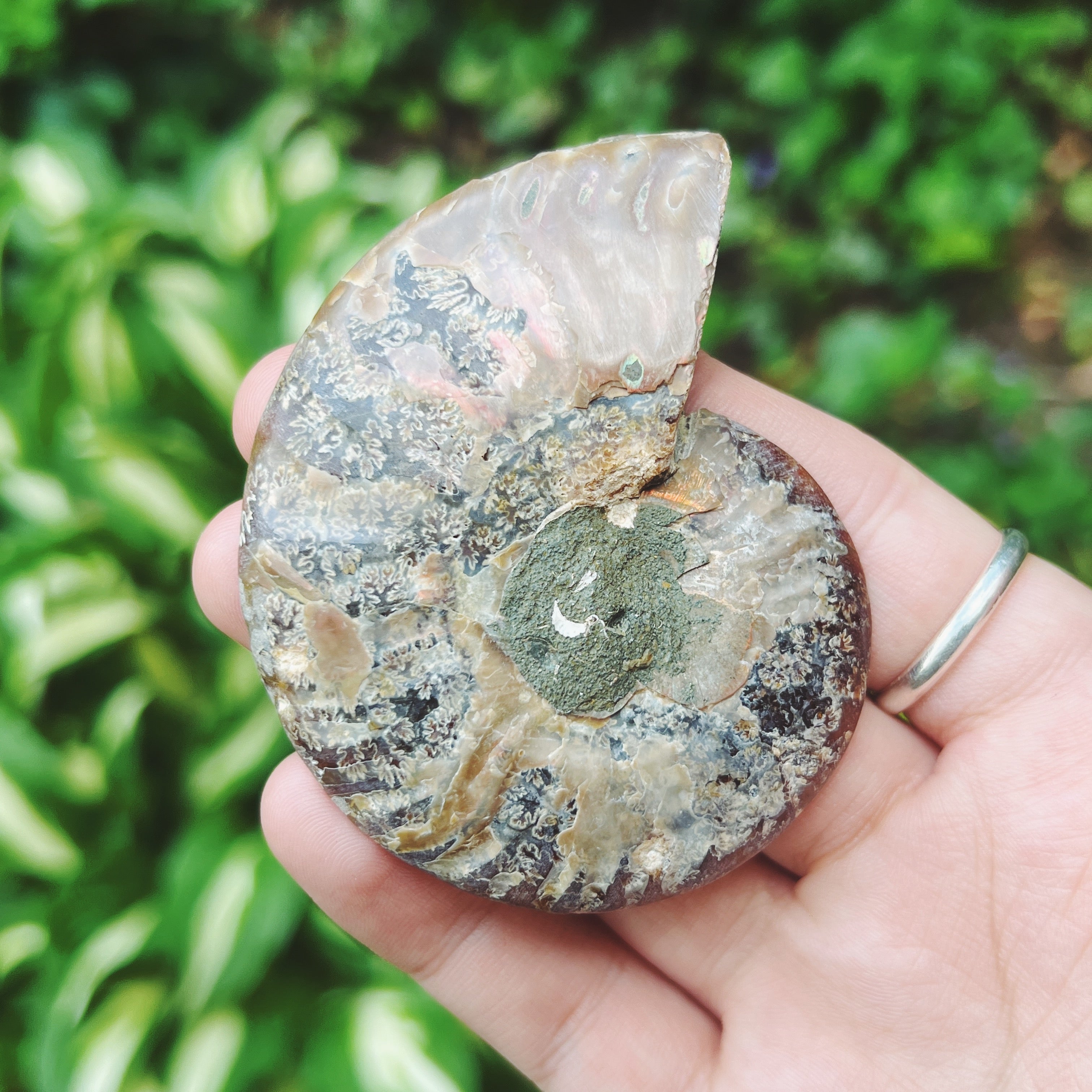 Ammonite Fossil