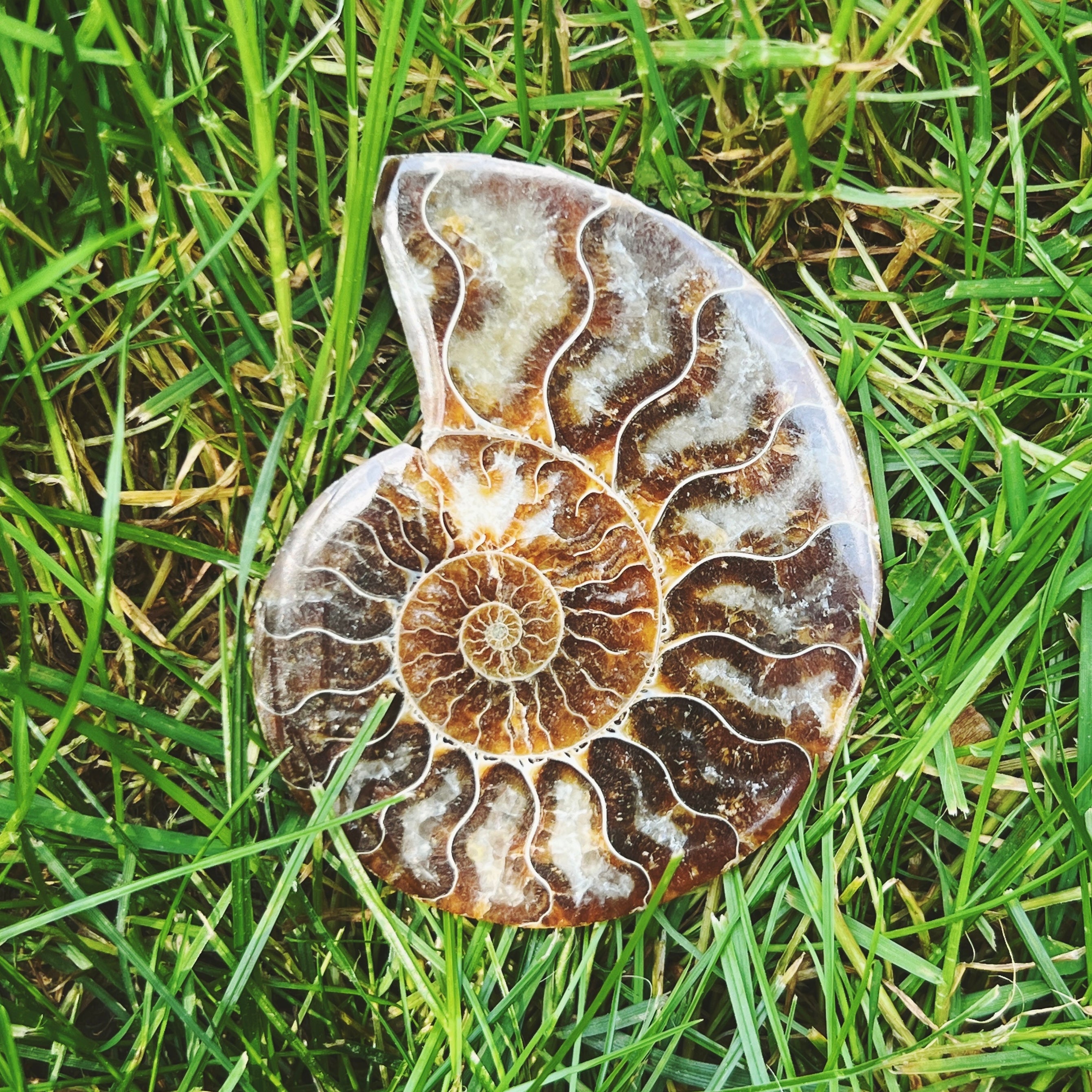 Ammonite Fossil