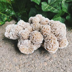 Desert Rose (Selenite) Cluster