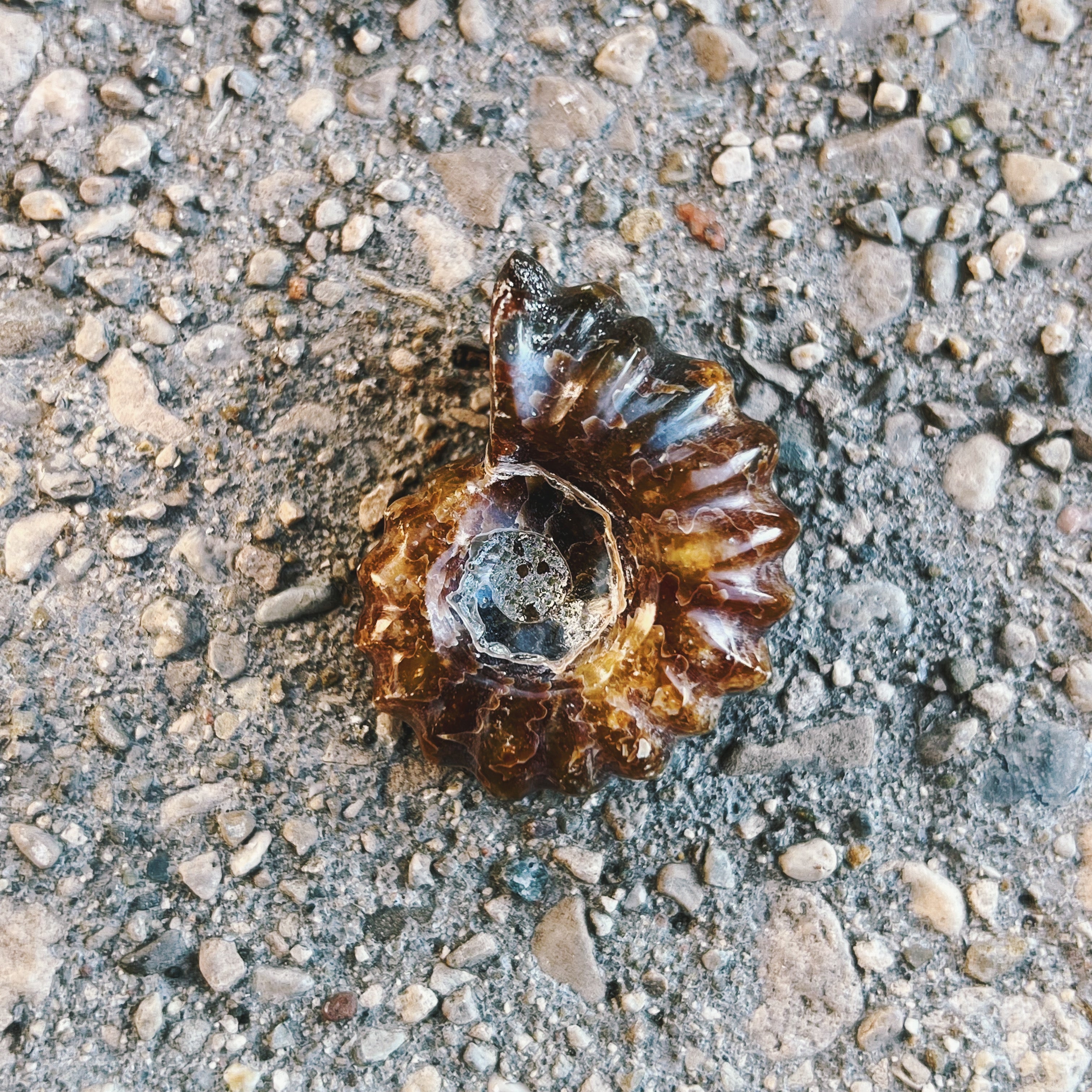 Ammonite Fossil (Small)