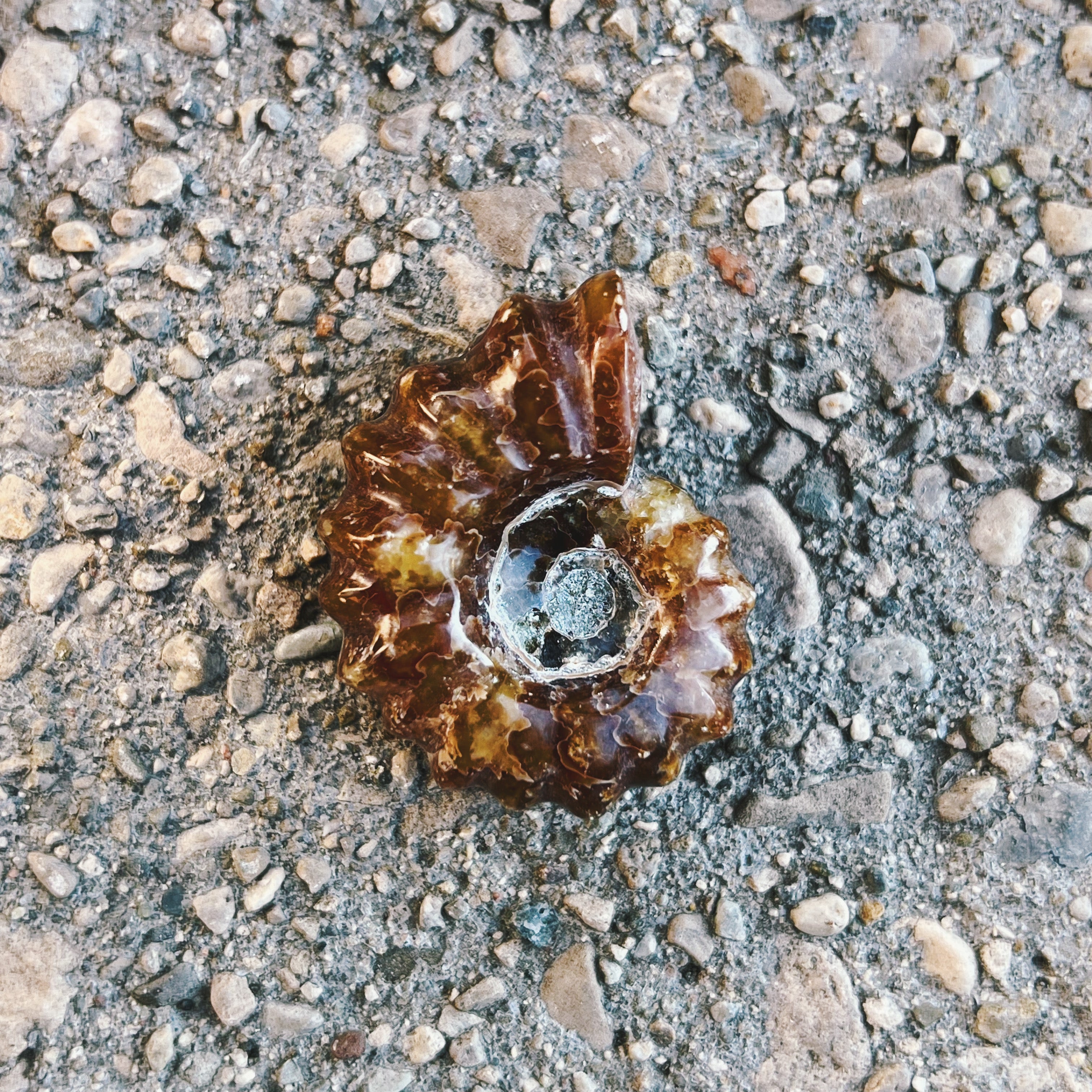 Ammonite Fossil (Small)