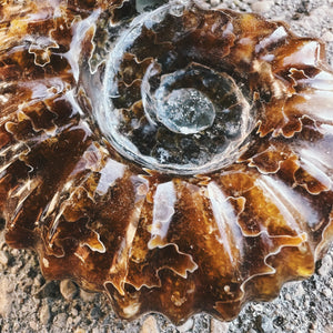 Ammonite Fossil (Large)