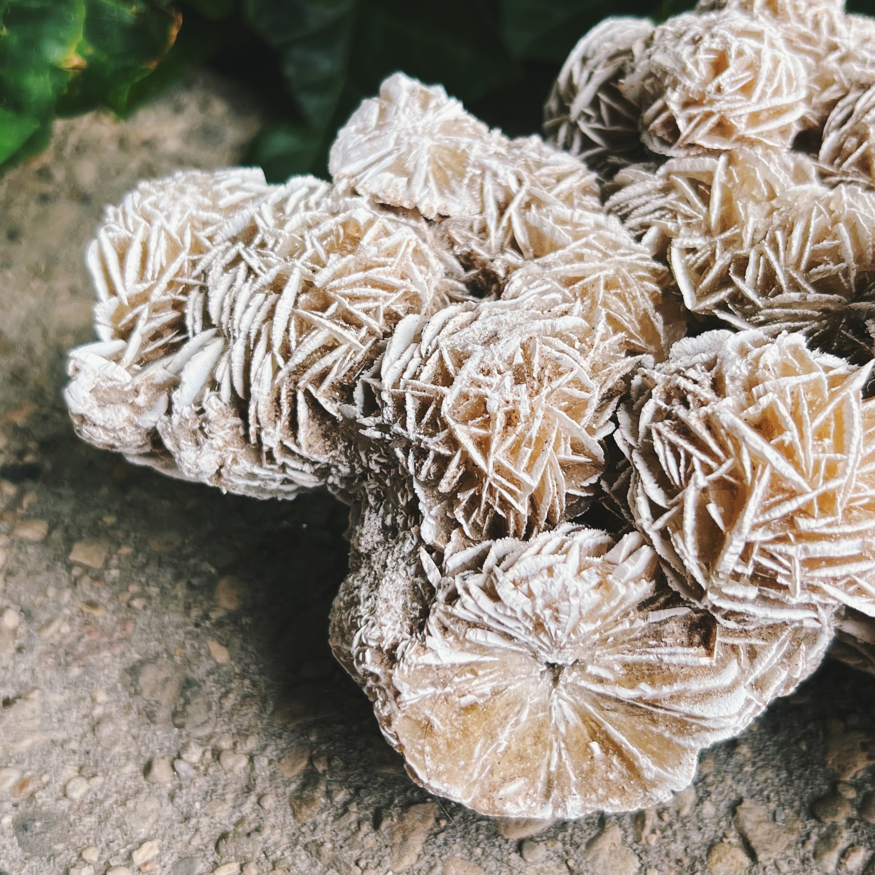 Desert Rose (Selenite) Cluster